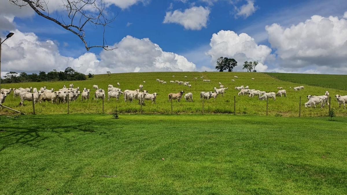 FAZENDA COM 250 HECTARES EM VALENÇA, BAHIA - Muricy Imóveis